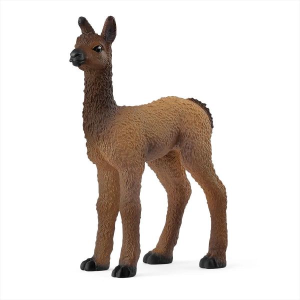 Image de Renard Schleich