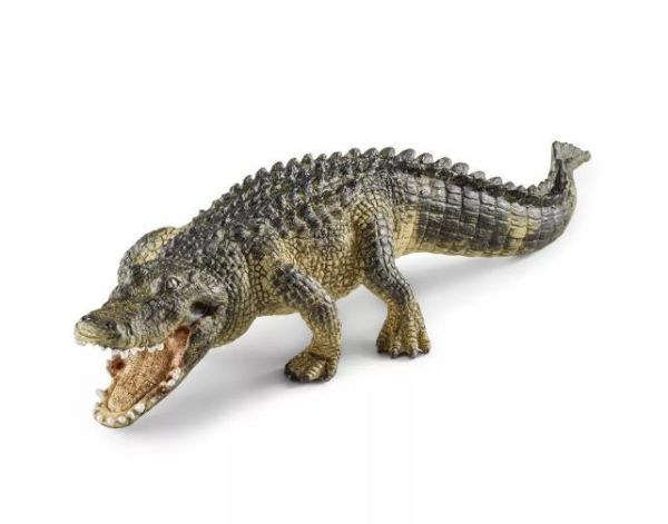 Image de Alligator