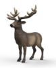 Image de Elan Schleich